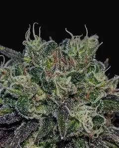 Black Widow
