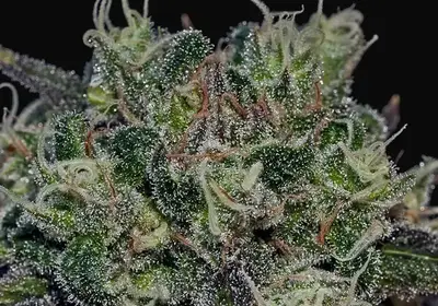 Black Widow