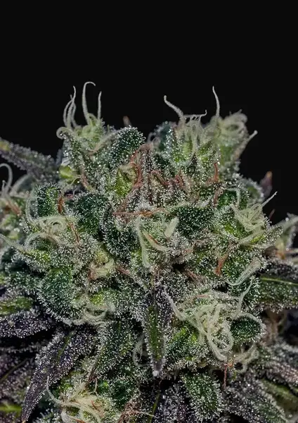 Black Widow