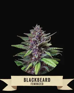 Blackbeard