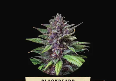 Blackbeard