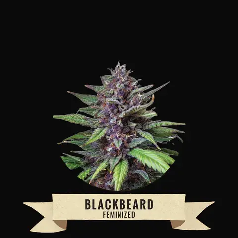 Blackbeard