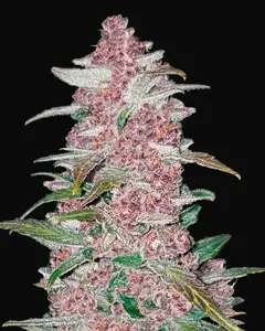 Blackberry Auto