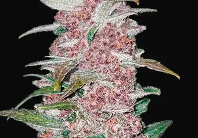 Blackberry Auto