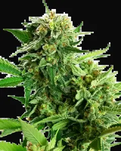 Blackberry Cake Feminized