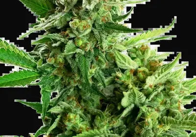 Blackberry Cake Feminized