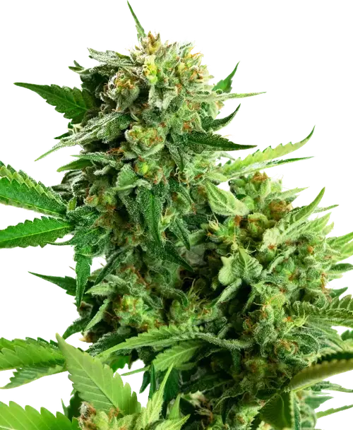 Blackberry Cake Feminized