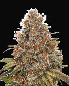 Blackberry Gum Auto