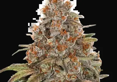 Blackberry Gum Auto