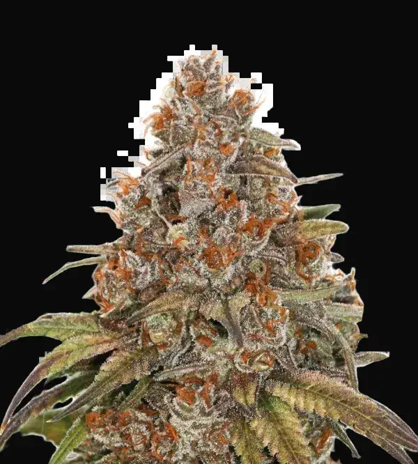 Blackberry Gum Auto