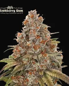 Blackberry Gum Auto