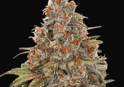 Blackberry Gum Auto