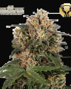 Blackberry Gum