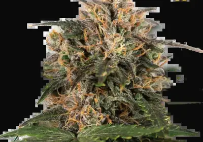 Blackberry Gum
