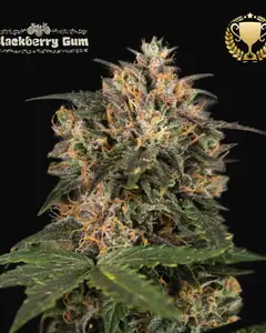 Blackberry Gum