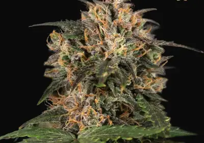 Blackberry Gum