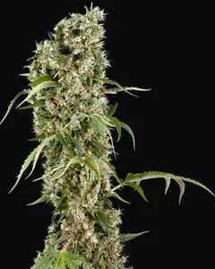 Blackberry Herer Feminized