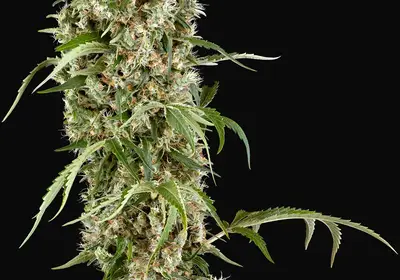 Blackberry Herer Feminized