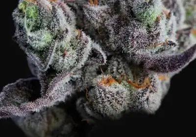 Blackberry Moonrocks