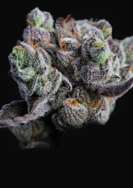 Blackberry Moonrocks