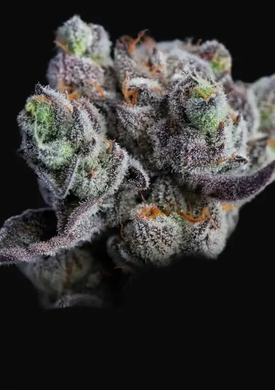 Blackberry Moonrocks