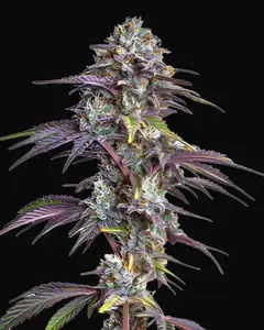 Blackberry Moonrocks