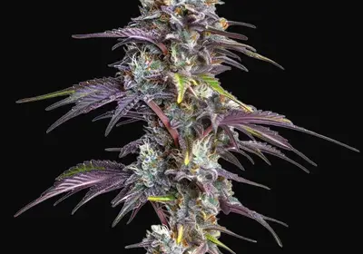 Blackberry Moonrocks