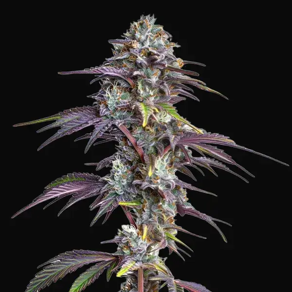 Blackberry Moonrocks