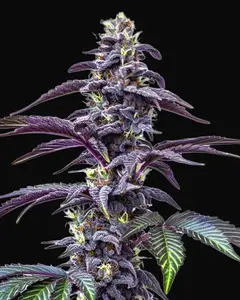Blackberry Moonstones Auto