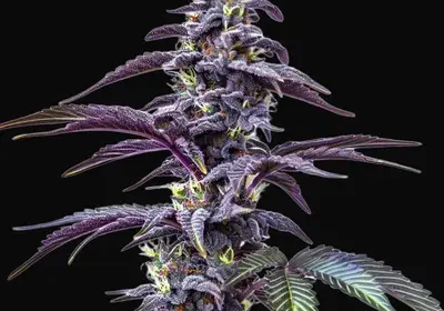 Blackberry Moonstones Auto