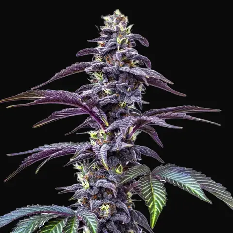 Blackberry Moonstones Auto