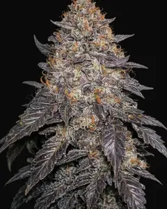 Blackwater