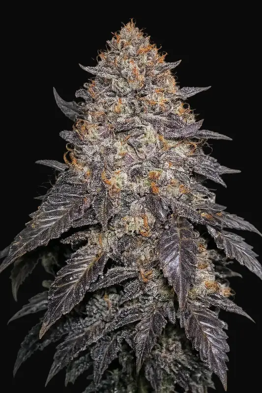 Blackwater