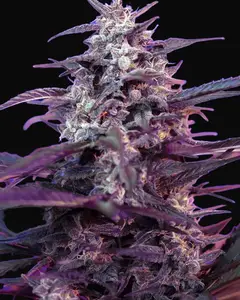 Bloody Skunk Auto