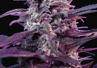 Bloody Skunk Auto