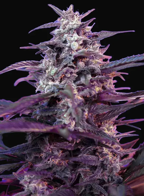 Bloody Skunk Auto