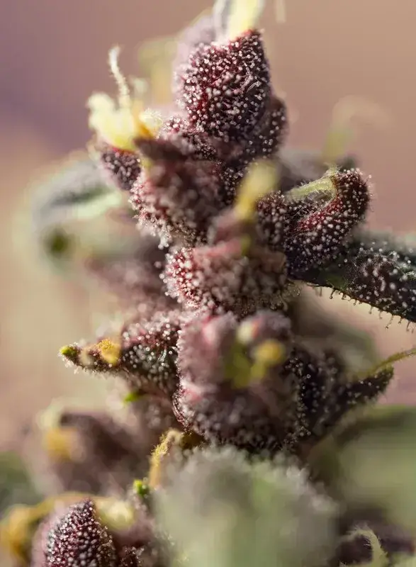 Bloody Skunk Auto — zdjęcie 2