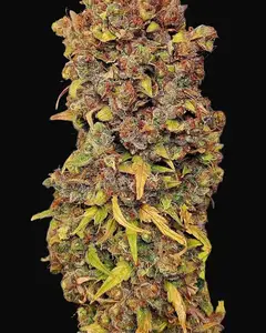 Blu Tang Clan Auto