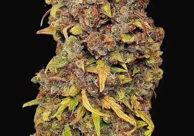 Blu Tang Clan Auto