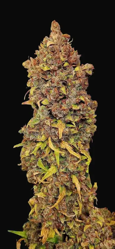 Blu Tang Clan Auto
