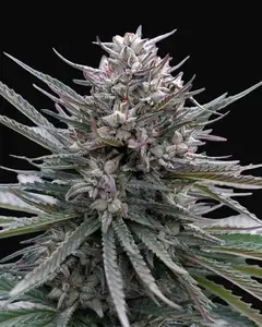Blubonik Auto