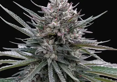 Blubonik Auto