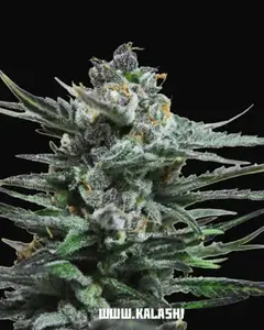 Blue Acid Auto