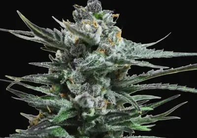 Blue Acid Auto