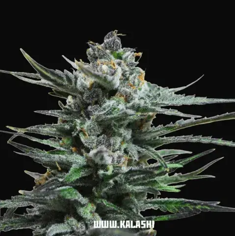 Blue Acid Auto