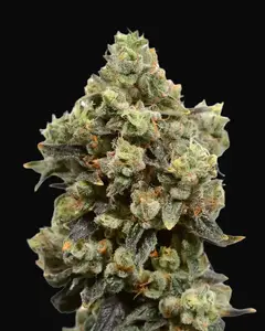 Blue Amnesia Auto