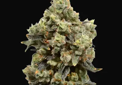 Blue Amnesia Auto