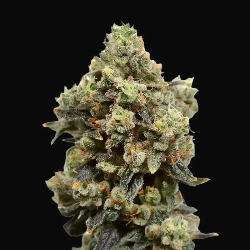 Blue Amnesia Auto