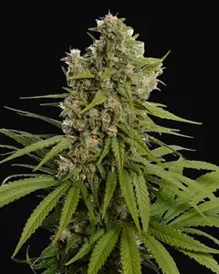 Blue Amnesia Haze