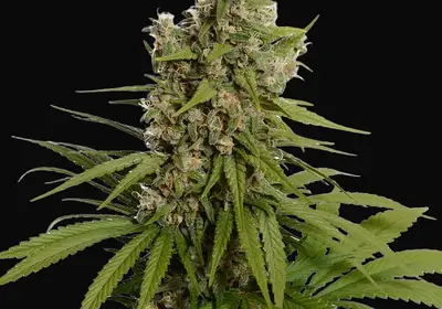 Blue Amnesia Haze
